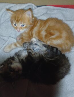 Xxl maine coon kitten reinrassig - Bad Kissingen