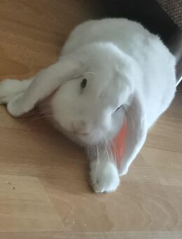 Zwerg Kaninchen Flocke - Thale