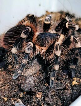 Acanthoscurria geniculata - Braunschweig