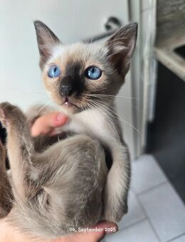 Ragdoll/OKA kitten - Leverkusen Zentrum
