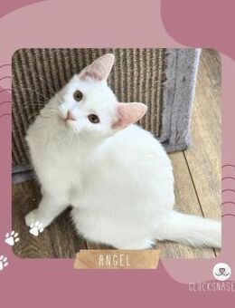 Kätzchen Angel sucht ihr Glück - Lalendorf