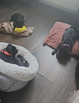 ✨ Retro Mops Welpen suchen ihr Zuhause fürs Leben ✨ - Recklinghausen