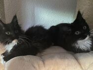 Maine Coon Kitten suchen neues liebevolles Zuhause - Göppingen