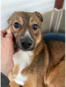 Julius - hübscher Bub hofft auf Rettung! - Bochum