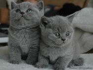 BKH Kätzchen noch 2 Männchen in blaue Farben sind frei! - Kaufbeuren