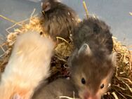 Teddyhamster Babys - Remseck (Neckar)