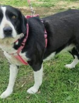 Kelly - Rieden (Rheinland-Pfalz)