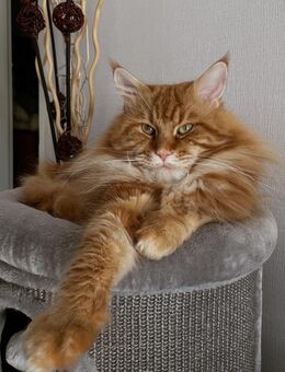 Maine Coon Deckkater mit Stammbaum - Würzburg