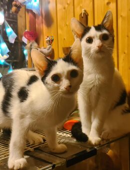 2 Kater Kitten Katzenkinder - Solingen (Klingenstadt)