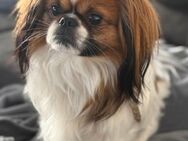 Pekinese sucht Zuhause - Löhnberg