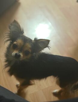 Chihuahua Hündin - Glückstadt Zentrum