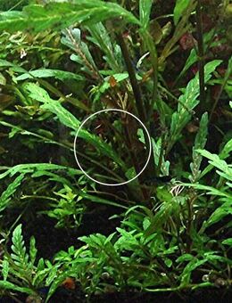 Fiederblättriger Wasserfreund, Wasserpflanze, Versand/ Abholung - Mechernich