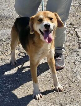 Gib sehr sozialen LUKA die Chance auf ♥️ - München