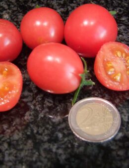 Himbeerrose - Busch oder Hängetomate - Stuttgart