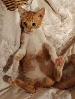 Lélos aus dem Tierschutz - Grevenbroich