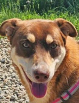 Nero ist ein echter Goldschatz!! - Schwarmstedt