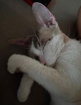 Don-Sphynx - Ebelsbach