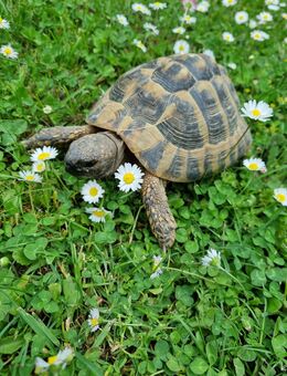 Männliche Landschildkröte - Echternacherbrück