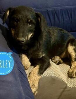 Harley ein kleiner Schmuser - Flörsheim-Dalsheim