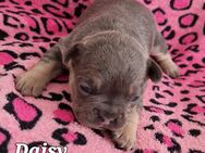Französische Bulldoggen 2 Wochen - Gerbstedt