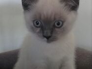 Zauberhafte reinrassige BKH Kitten - Gülzow-Prüzen