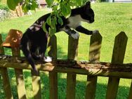 Zwei liebevolle Katzenkinder suchen Zuhause 🐾 - Bisingen