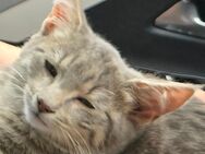 Kitten in liebevolle Hände abzugeben - Lübeck Mitte