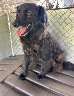 MAYA - neugierig schüchtern, freundlich! - Korschenbroich