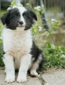 Schwarz-weißes Bärchen Constantin - München