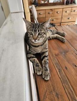 Tigerlady Freya (ALM) - Geisenheim