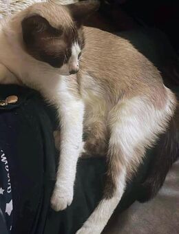 Molly 2 Jahre sucht Zuhause - Stelle