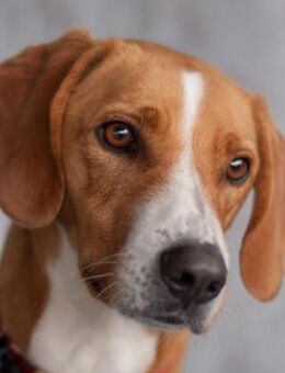 BO - freundlicher&intelligenter Hundebub - Betzenstein