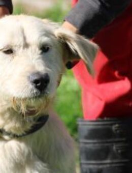 Melvin - kinderlieber Jungrüde - Lohra