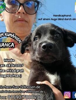 BIANCA - perfekt unperfekt und zuckersüß - Waakirchen