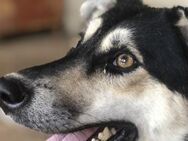 Jurij wartet auf seine Chance 🐾 - Elsdorf (Nordrhein-Westfalen)