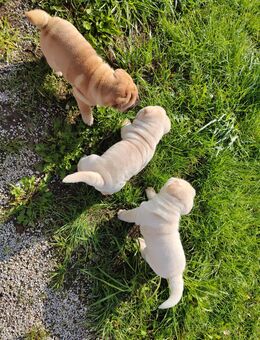 Shar-Pei Welpen - Neustadt (Donau)