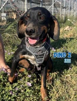 Dino 2 - freundlich und agil - Heppenheim (Bergstraße)