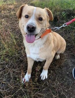 Buddy ein leises Herz sucht Ruhe - Berlin