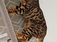 Süßer Bengalkater sucht neues Zuhause - Bovenden