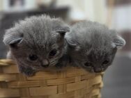 Bkh Britisch Kurzhaar Kitten (Blue) - Ahaus