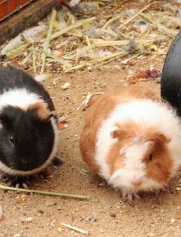 Junge Meerschweinchen Männchen - Erkelenz