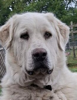 Wunderschöne Luna sucht ihr Frauchen - Mannheim