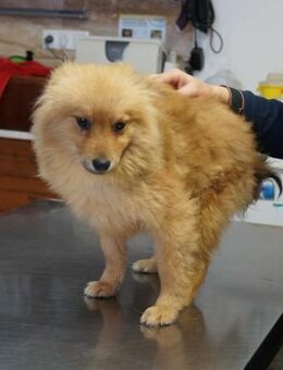 Idol ❤️ Schutzgebühr 500 Euro - Burgsinn