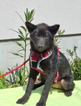 Kaiko sucht sein Körbchen - Elsenfeld