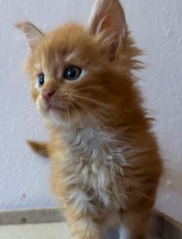 Maine Coon Kitten - Rehburg-Loccum Zentrum