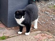 Kater schwarz/ weiß sucht ein schönes zu Hause - Richtenberg