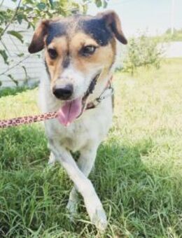 Pepper - sanfter Rüde sucht sein Glück! - Köln