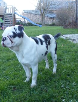 !!!Wurfankündigung!!! Altdeutsche Mopswelpen - Nümbrecht