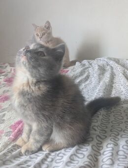 Kitten British Kurzhaar - Essen