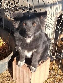 Biscuit sucht sein Für-Immer-Zuhause (C) - Ludwigshafen (Rhein)